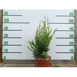 Cyprusovec leylandský (Cupressocyparis leylandii) - výška 30-40 cm, kont. C2L